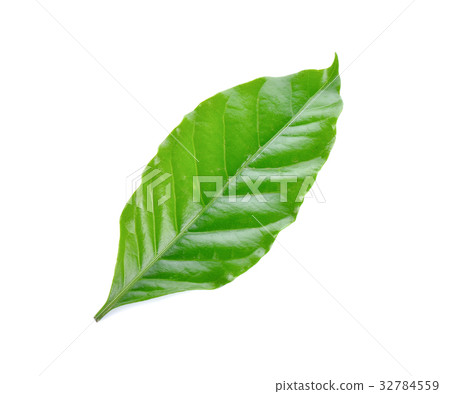 coffee leaf on white background 32784559