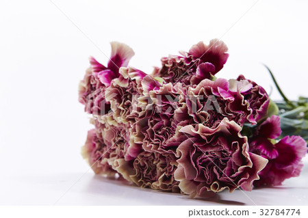 Carnation Carnation 32784774