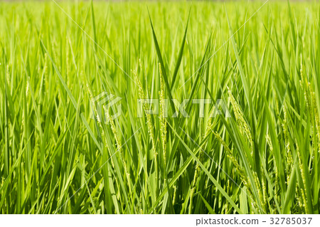 鬱鬱蔥蔥的米飯和鮮花 鬱鬱蔥蔥的米飯和鮮花 32785037