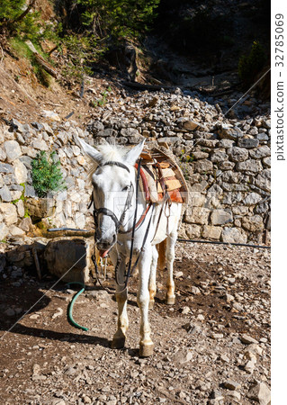 horse used to transport tired tourists horse used to transport tired tourists 32785069