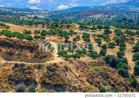 olive fields on Crete Island in Greece 32785071