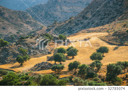 olive fields on Crete Island in Greece 32785074
