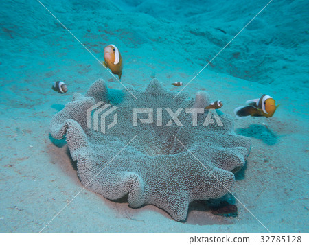 Touaka Anemonefish Touaka Anemonefish 32785128