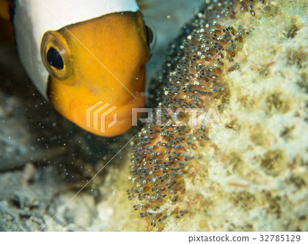 Anemonefish to protect eggs Anemonefish to protect eggs 32785129