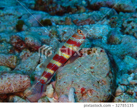 Kubia kahaze推出婚姻色彩 Kubia kahaze推出婚姻色彩 32785135