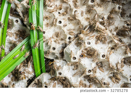 Crickets, poultry insects animals 32785278