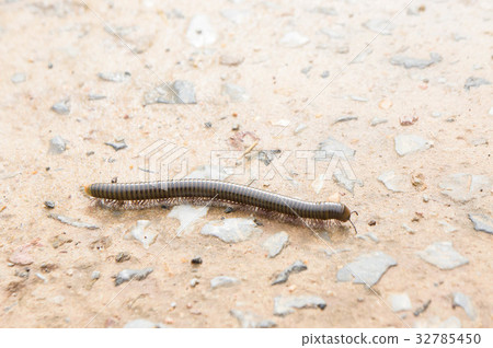 millipede on the floor of the house in the rain. millipede on the floor of the house in the rain. 32785450