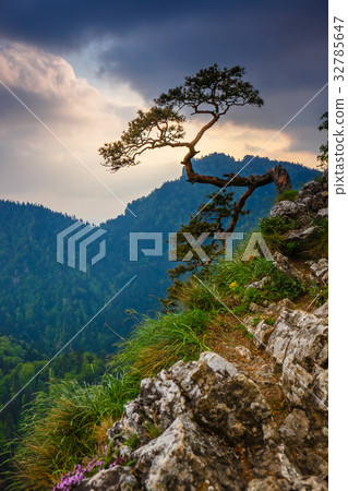 Sokolica peak in Pieniny Mountains 32785647