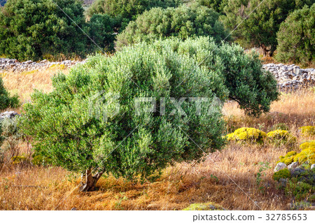 Olive fields on Crete Island in Greece 32785653