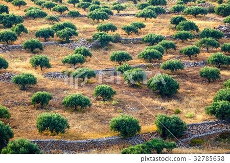 Olive fields on Crete Island in Greece 32785658