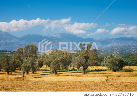 mountain landscape with olive plantation, Crete 32785710