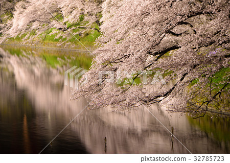 Chidorigafuchi櫻花點亮 Chidorigafuchi櫻花點亮 32785723