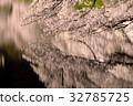 Chidorigafuchi cherry blossoms light up 32785725