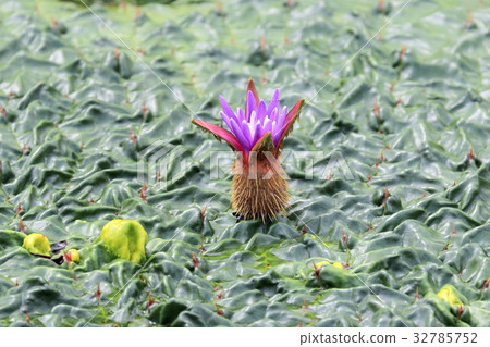 芡實 芡實 32785752