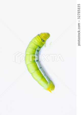 Green worm caterpillars animals white background Green worm caterpillars animals white background 32785835