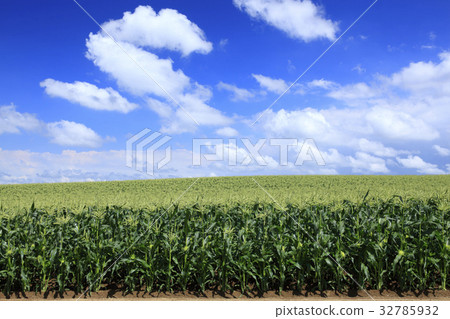 Hokkaido Bieicho A field of corn and flowing clouds 32785932