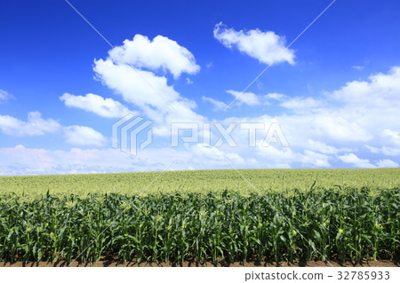 Hokkaido Bieicho A field of corn and flowing clouds Hokkaido Bieicho A field of corn and flowing clouds 32785933