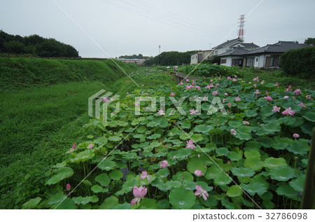 Tenten Castle Ruin Akorori Lotusen Tenten Castle Ruin Akorori Lotusen 32786098