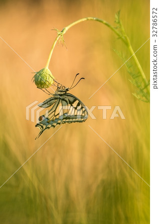 Beautiful nature scene with butterfly Swallowtail. Beautiful nature scene with butterfly Swallowtail. 32786572