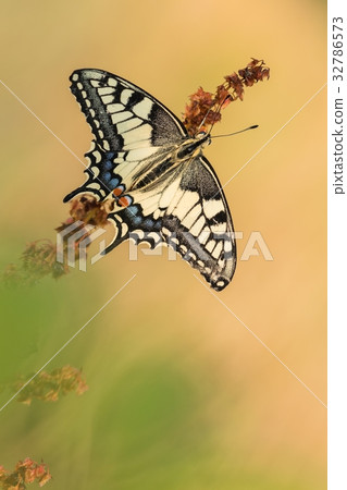 Beautiful nature scene with butterfly Swallowtail. Beautiful nature scene with butterfly Swallowtail. 32786573