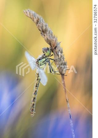 Beautiful nature scene with dragonfly Vagrant dart Beautiful nature scene with dragonfly Vagrant dart 32786574