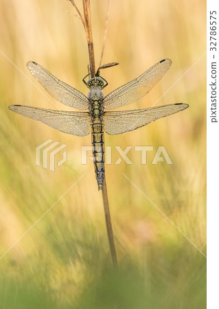 Macro shot of dragonfly on the grass. Macro shot of dragonfly on the grass. 32786575