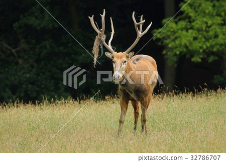 Very rare deer Elaphurus davidianus Very rare deer Elaphurus davidianus 32786707