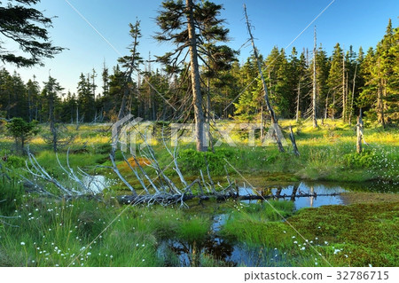 Cernohorske raseliniste in Krkonose mountains 32786715