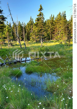 Peat bog in Krkonose mountains Peat bog in Krkonose mountains 32786716