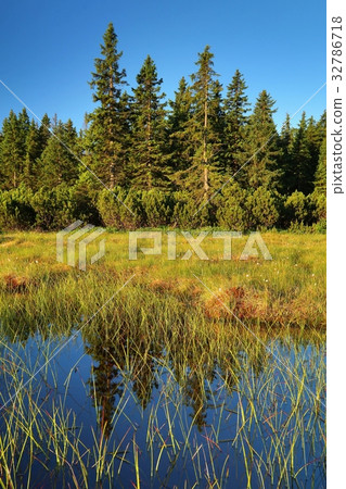 Peat bog and spruces Peat bog and spruces 32786718
