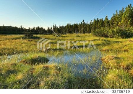 Wet meadow in Krkonose mountains Wet meadow in Krkonose mountains 32786719