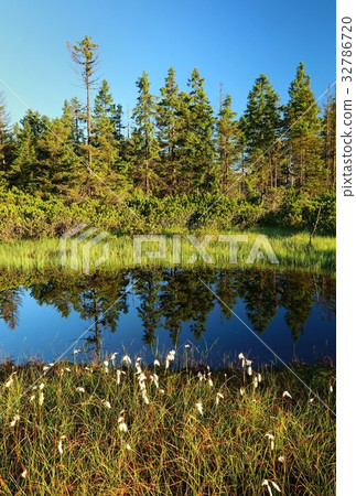 Peat bog Cernohorske raseliniste Peat bog Cernohorske raseliniste 32786720