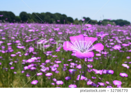 小麥麵條 32786770