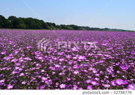 Wheat Noodle Wheat Noodle 32786776