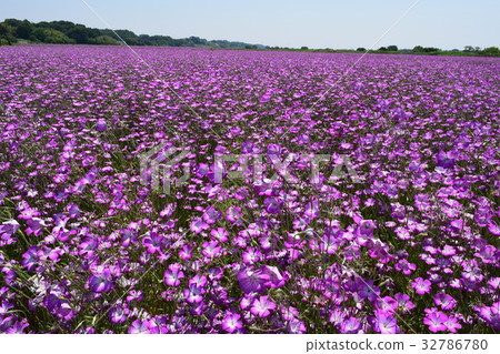 Wheat Noodle 32786780