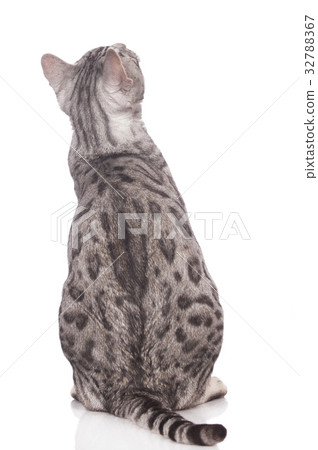 Bengal cat from the back 32788367