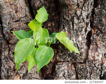 Little green growing from tree stump water drop 32788447