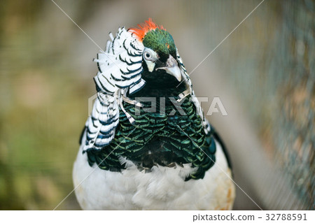 beautiful golden pheasant isolated 32788591