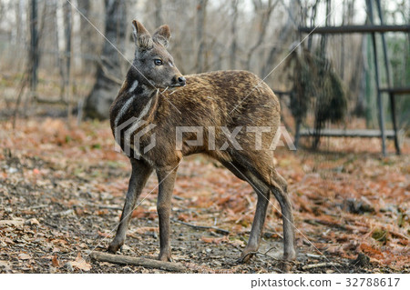 Siberian musk deer hoofed animal rare pair 32788617