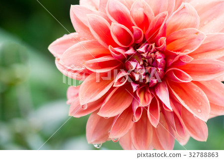 pink orange dahlia (dalia) petals flower 32788863