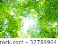  美麗的森林 32789904