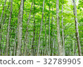  美麗的森林 32789905