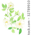 Rosa laevigata 32789910