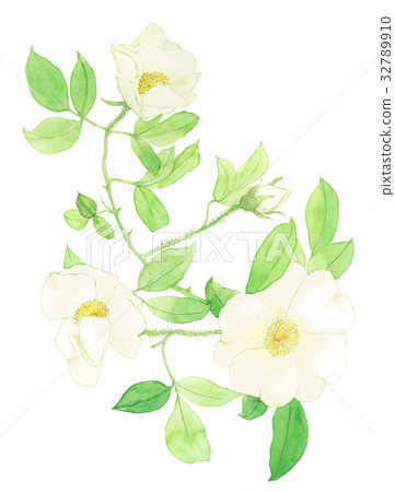 Rosa laevigata Rosa laevigata 32789910