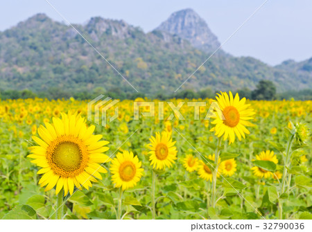 Sunflower field 32790036