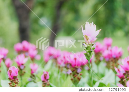 White Siam tulip flowers Curcuma  aeruqinosa Roxb 32791993