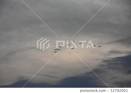 Flock of birds at sunset 32792001