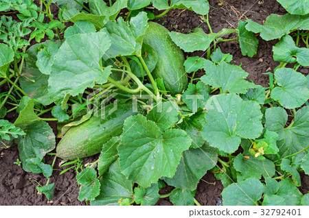 Unripe melons on a bed 32792401
