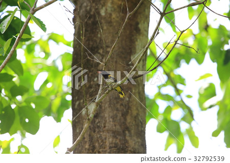 Munaf koullai uguis 32792539