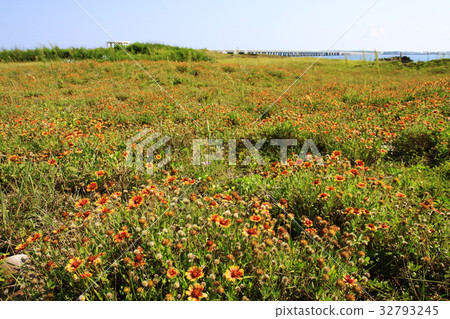 Heavenly Chrysanthemum and Sea Bridge-1 32793245